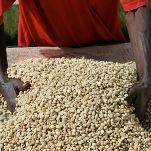 Burundi Gatarama - Rå, grønne kaffebønner