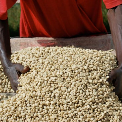 Burundi Gatarama - Rostade kaffebönor