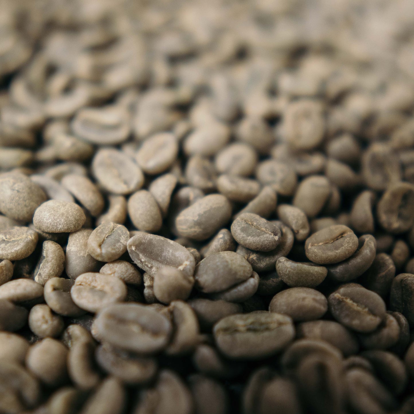 „Sheba“ – Hausmischung Nr. 15:Ethiopia Espresso Mild – Rohe, grüne Kaffeebohnen.