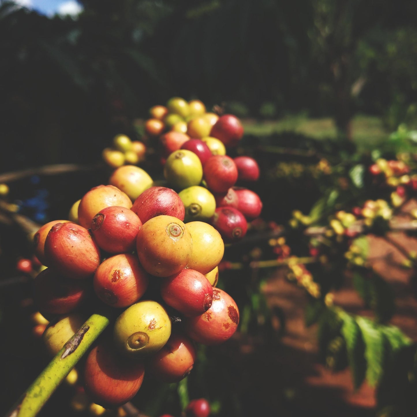 India Pergament Robusta - Rå, grønne kaffebønner