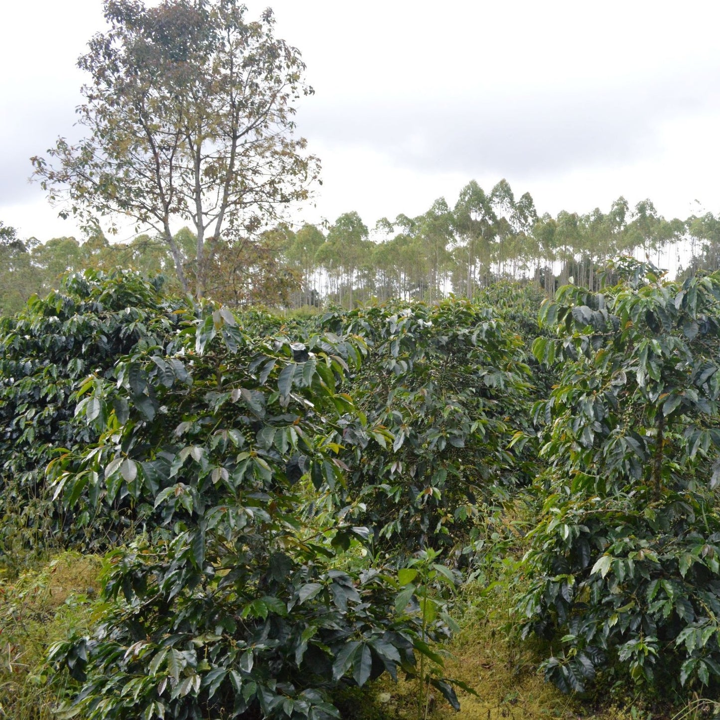 Indonesien Lintong - Rå, grønne kaffebønner