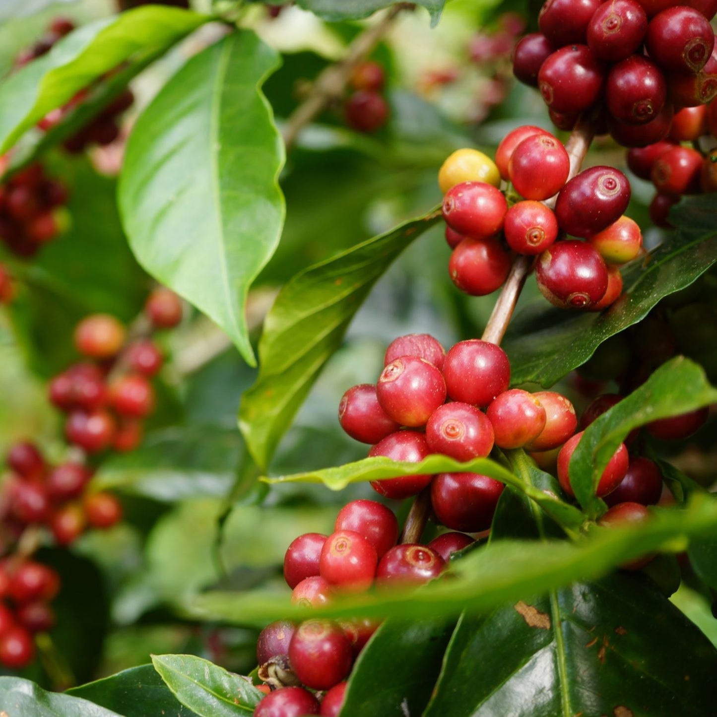Indonesien Lintong - Rå, grønne kaffebønner